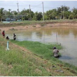 โครงการฟาร์มทดสอบสาธิตมีนเกษตร “สองน้ำ” บ้านท่าไข่ จ.ฉะเชิงเทรา (23 เมษายน 2556) 