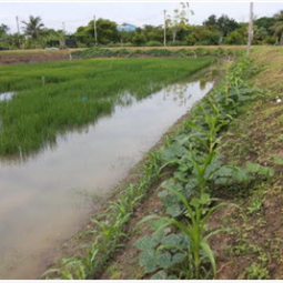 		โครงการฟาร์มทดสอบสาธิตมีนเกษตร “สองน้ำ” บ้านท่าไข่ จ.ฉะเชิงเทรา (10 สิงหาคม 2556) 