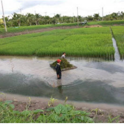 โครงการฟาร์มทดสอบสาธิตมีนเกษตร “สองน้ำ” บ้านท่าไข่ จ.ฉะเชิงเทรา (25 กรกฎาคม 2556) 