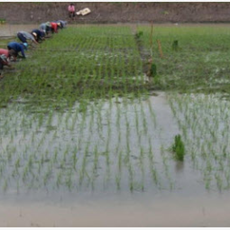 โครงการฟาร์มทดสอบสาธิตมีนเกษตร “สองน้ำ” บ้านท่าไข่ จ.ฉะเชิงเทรา (4 มิถุนายน 2556) 