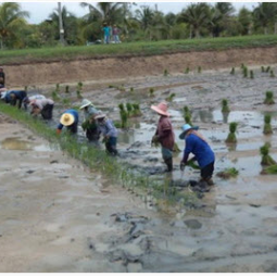 		โครงการฟาร์มทดสอบสาธิตมีนเกษตร “สองน้ำ” บ้านท่าไข่ จ.ฉะเชิงเทรา (5 มิถุยนยน 2556) 