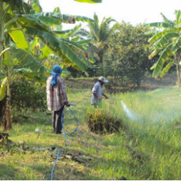 โครงการศูนย์สาธิตพืชไร่และพืชสวนอันเนื่องมาจากพระราชดำริ ต.ท่าแร้ง อ.บ้านแหลม จ.เพชรบุรี (27 มกราคม 2553)