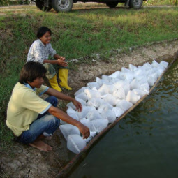 โครงการฟาร์มทดสอบสาธิตมีนเกษตร “สองน้ำ” บ้านท่าไข่ จ.ฉะเชิงเทรา(15 มีนาคม 2553) 
