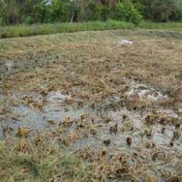 โครงการฟาร์มทดสอบสาธิตมีนเกษตร “สองน้ำ” บ้านท่าไข่ จ.ฉะเชิงเทรา(23 มีนาคม 2553) 