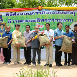 Jasmine Rice Seed Distribution Ceremony to Farmers in Surin Province