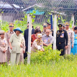 Her Royal Highness Princess Maha Chakri Sirindhorn Harvests Rice at the Chulachomklao Royal Military Academy, Nakhon Nayok Province
