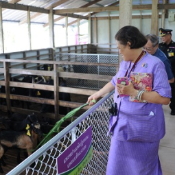 H.R.H. Princess Maha Chakri Sirindhorn Visits the Chaipattana Foundation’s Black Bengal Goat Domestication Project in Songkla Province
