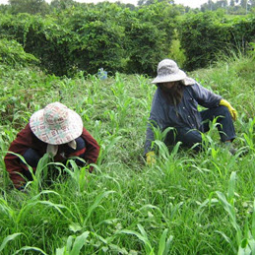 โครงการศูนย์สาธิตพืชไร่และพืชสวนอันเนื่องมาจากพระราชดำริ ต.ท่าแร้ง อ.บ้านแหลม จ.เพชรบุรี (10  ตุลาคม  2552)