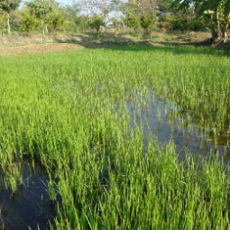 โครงการฟาร์มทดสอบสาธิตมีนเกษตร “สองน้ำ” บ้านท่าไข่ จ.ฉะเชิงเทรา(15 มกราคม 2553)