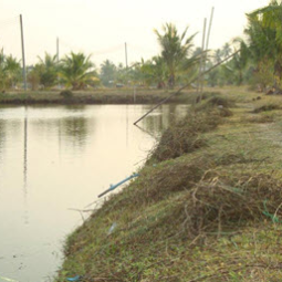 โครงการฟาร์มทดสอบสาธิตมีนเกษตร “สองน้ำ” บ้านท่าไข่ จ.ฉะเชิงเทรา(18  มกราคม  2553)