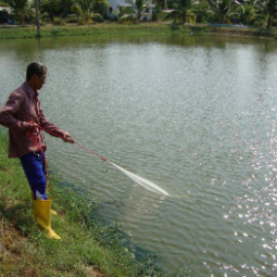 โครงการฟาร์มทดสอบสาธิตมีนเกษตร “สองน้ำ” บ้านท่าไข่ จ.ฉะเชิงเทรา(20  มกราคม  2553)