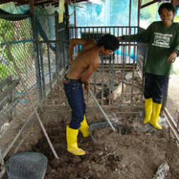 โครงการฟาร์มทดสอบสาธิตมีนเกษตร “สองน้ำ” บ้านท่าไข่ จ.ฉะเชิงเทรา(27 มกราคม 2553)