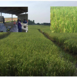 <strong>อ่านเพิ่มเติมเกี่ยวกับ</strong><br />โครงการสาธิตการทำนาในที่ดินมูลนิธิชัยพัฒนา อ.บางปลาม้า จ.สุพรรณบุรี (19 ตุลาคม 2559) โครงการสาธิตการทำนาในที่ดินมูลนิธิชัยพัฒนา อ.บางปลาม้า จ.สุพรรณบุรี (19 ตุลาคม 2559)