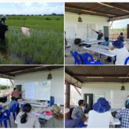 <strong>อ่านเพิ่มเติมเกี่ยวกับ</strong><br />โครงการแปลงสาธิตการทำนาในที่ดินของมูลนิธิชัยพัฒนา อ.ลาดบัวหลวง จ.พระนครศรีอยุธยา (21 มิถุนายน 2565) โครงการแปลงสาธิตการทำนาในที่ดินของมูลนิธิชัยพัฒนา อ.ลาดบัวหลวง จ.พระนครศรีอยุธยา (21 มิถุนายน 2565)