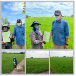 <strong>อ่านเพิ่มเติมเกี่ยวกับ</strong><br />โครงการแปลงสาธิตการทำนาในที่ดินของมูลนิธิชัยพัฒนา อ.ลาดบัวหลวง จ.พระนครศรีอยุธยา (11 กรกฎาคม 2565) โครงการแปลงสาธิตการทำนาในที่ดินของมูลนิธิชัยพัฒนา อ.ลาดบัวหลวง จ.พระนครศรีอยุธยา (11 กรกฎาคม 2565)