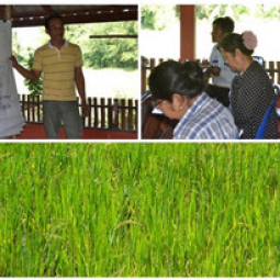 <strong>อ่านเพิ่มเติมเกี่ยวกับ</strong><br />		โครงการสาธิตการทำนาในที่ดินมูลนิธิชัยพัฒนา อ.บางปลาม้า จ.สุพรรณบุรี (12 ธันวาคม 2557) 		โครงการสาธิตการทำนาในที่ดินมูลนิธิชัยพัฒนา อ.บางปลาม้า จ.สุพรรณบุรี (12 ธันวาคม 2557)