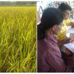 <strong>อ่านเพิ่มเติมเกี่ยวกับ</strong><br />โครงการสาธิตการทำนาในที่ดินมูลนิธิชัยพัฒนา อ.บางปลาม้า จ.สุพรรณบุรี (26 มกราคม 2558) โครงการสาธิตการทำนาในที่ดินมูลนิธิชัยพัฒนา อ.บางปลาม้า จ.สุพรรณบุรี (26 มกราคม 2558)