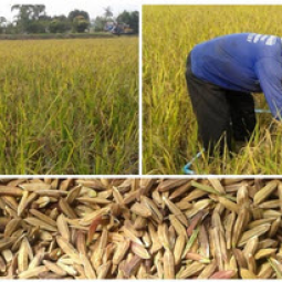 <strong>อ่านเพิ่มเติมเกี่ยวกับ</strong><br />โครงการสาธิตการทำนาในที่ดินมูลนิธิชัยพัฒนา อ.บางปลาม้า จ.สุพรรณบุรี (30 มกราคม 2558) โครงการสาธิตการทำนาในที่ดินมูลนิธิชัยพัฒนา อ.บางปลาม้า จ.สุพรรณบุรี (30 มกราคม 2558)