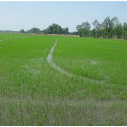 <strong>อ่านเพิ่มเติมเกี่ยวกับ</strong><br />โครงการสาธิตการทำนาในที่ดินมูลนิธิชัยพัฒนา อ.บางปลาม้า จ.สุพรรณบุรี (7 พฤษภาคม 2558) โครงการสาธิตการทำนาในที่ดินมูลนิธิชัยพัฒนา อ.บางปลาม้า จ.สุพรรณบุรี (7 พฤษภาคม 2558)