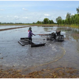 <strong>อ่านเพิ่มเติมเกี่ยวกับ</strong><br />โครงการสาธิตการทำนาในที่ดินมูลนิธิชัยพัฒนา อ.บางปลาม้า จ.สุพรรณบุรี (14 สิงหาคม 2558) โครงการสาธิตการทำนาในที่ดินมูลนิธิชัยพัฒนา อ.บางปลาม้า จ.สุพรรณบุรี (14 สิงหาคม 2558)