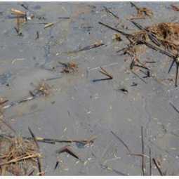 <strong>อ่านเพิ่มเติมเกี่ยวกับ</strong><br />โครงการสาธิตการทำนาในที่ดินมูลนิธิชัยพัฒนา อ.บางปลาม้า จ.สุพรรณบุรี (19 สิงหาคม 2558) โครงการสาธิตการทำนาในที่ดินมูลนิธิชัยพัฒนา อ.บางปลาม้า จ.สุพรรณบุรี (19 สิงหาคม 2558)