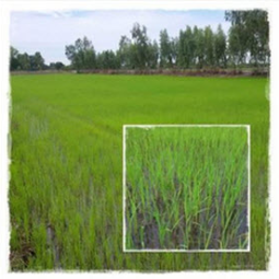 <strong>อ่านเพิ่มเติมเกี่ยวกับ</strong><br />โครงการสาธิตการทำนาในที่ดินมูลนิธิชัยพัฒนา อ.บางปลาม้า จ.สุพรรณบุรี (11 กันยายน 2558) โครงการสาธิตการทำนาในที่ดินมูลนิธิชัยพัฒนา อ.บางปลาม้า จ.สุพรรณบุรี (11 กันยายน 2558)