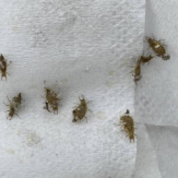 <strong>อ่านเพิ่มเติมเกี่ยวกับ</strong><br />โครงการศูนย์พัฒนาพันธุ์พืชจักรพันธ์เพ็ญศิริ จ.สระบุรี (13 มีนาคม 2566) โครงการศูนย์พัฒนาพันธุ์พืชจักรพันธ์เพ็ญศิริ จ.สระบุรี (13 มีนาคม 2566)