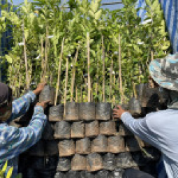 <strong>อ่านเพิ่มเติมเกี่ยวกับ</strong><br />โครงการศูนย์พัฒนาพันธุ์พืชจักรพันธ์เพ็ญศิริ จ.สระบุรี (1 มีนาคม 2566) โครงการศูนย์พัฒนาพันธุ์พืชจักรพันธ์เพ็ญศิริ จ.สระบุรี (1 มีนาคม 2566)