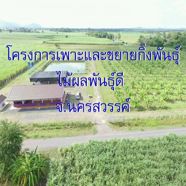 โครงการเพาะและขยายกิ่งพันธุ์ไม้ผลพันธุ์ดี จ.นครสวรรค์