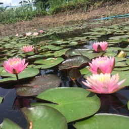 โครงการพัฒนาที่ดินมูลนิธิชัยพัฒนา (นาบัว) ต.พงสวาย อ.เมือง จ.ราชบุรี